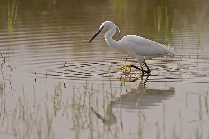 Seidenreiher Egretta garzetta Little Egret
